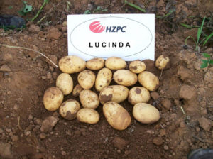 Lucinda – Gaia Seeds S.A.