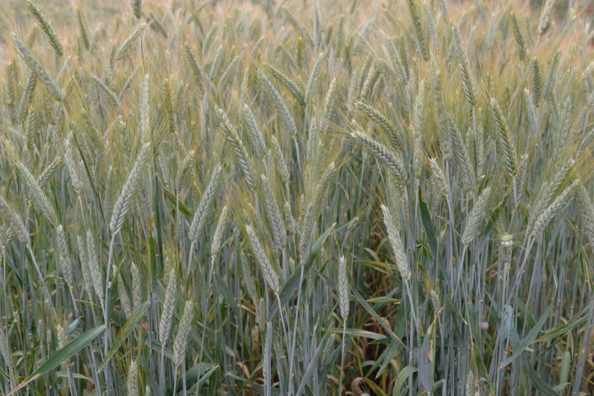 wheats-scaled-e1581338036173.jpg